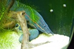 aquarium07.jpg