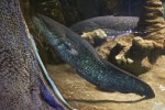 aquarium08.jpg