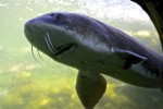 aquarium09.jpg