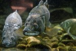 aquarium10.jpg