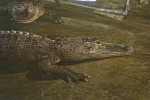 aquarium16.jpg