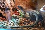 aquarium17.jpg