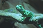 aquarium18.jpg