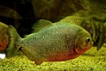 aquarium19.jpg