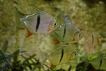 aquarium20.jpg