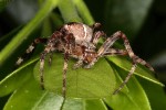 araignée3_28-8-09.JPG