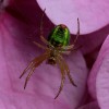 araignée_8-8-09.jpg