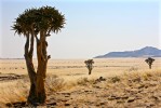 arbre_a__-_1.jpg