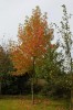 automne1.jpg