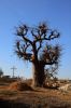 baobab_cimetière.jpg