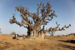 baobab_millénaire.jpg