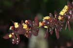 berberis_darwinii.JPG