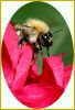 bourdon sur rhodo.JPG