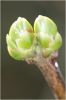 bouton_de_lilas.jpg