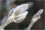 bouton_de_magnolia_stellata.jpg