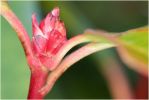 bouton_de_photinia.jpg