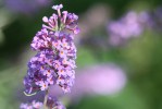 buddleja_daviddi_empire_blue.jpg