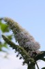 buddleja_white_profusion.jpg