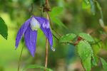 clematis_alpina_francis_rivis.JPG