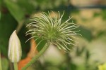 clematite.jpg