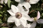 clematite2_24-9-09.JPG