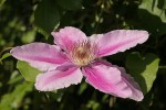 clematite3_24-5-09.JPG