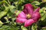 clematite_24-5-09.JPG