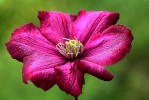 clematite_30-5-09.JPG