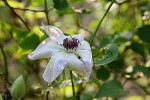 clematites_de_gerard-01.jpg