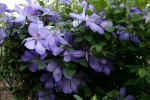 clematites_de_gerard-03.jpg