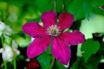 clematites_de_gerard-04.jpg