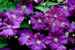 clematites_de_gerard-05.jpg