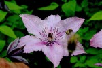 clematites_de_gerard-06.jpg