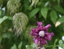 clematites_de_gerard-07.jpg