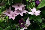 clematites_de_gerard-08.jpg