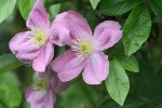 clematites_de_gerard-14.jpg