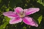 clematites_de_gerard-20.jpg