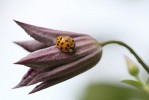 coccinelle1.JPG