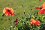 Nom du fichier=coquelicots2.JPG
Taille du fichier=176Ko
Dimensions : 800x533
Ajouté le : 14 Octobre 2007 coquelicots2.JPG