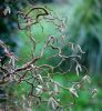 Nom du fichier=corylus.JPG
Taille du fichier=128Ko
Dimensions : 598x650
Ajouté le : 09 Février 2007 corylus.JPG