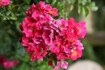 couleurs4_3-7-09.JPG