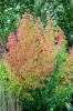 couleurs_d_automne02.jpg