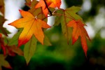 couleurs_d_automne06.jpg