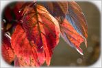 couleurs_d_automne5.jpg