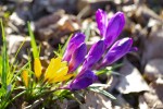 crocus-1.jpg