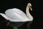 cygne-1.jpg