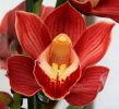 cymbidium2.JPG