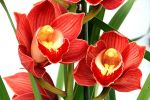 cymbidium3.JPG