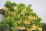 datura en arbre.JPG