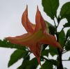 datura rose.JPG